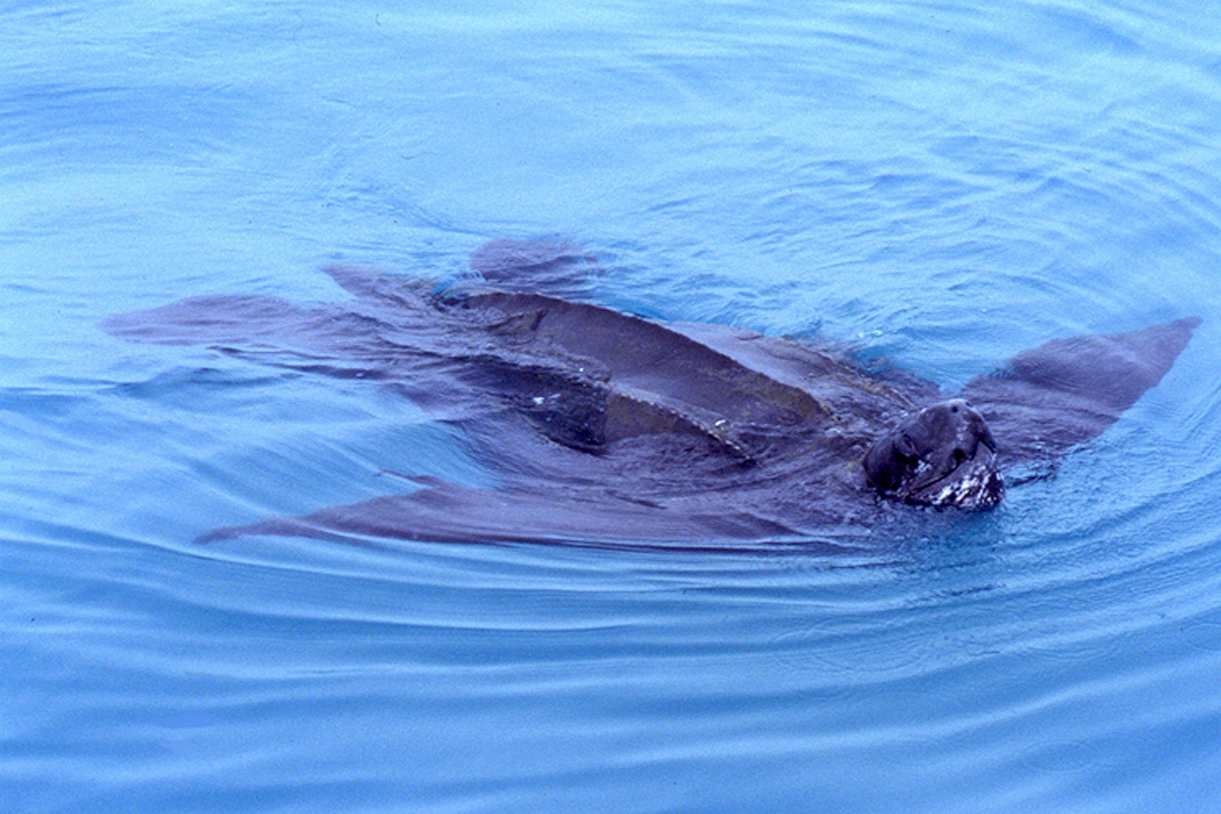 Rare leatherback turtle spotted in sea near Brighton's Rampion windfarm
