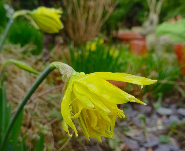 Daffodils at Driftwood