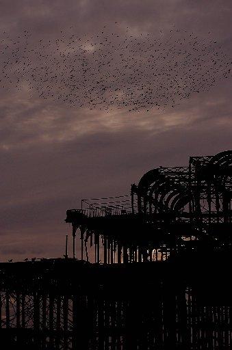 Starlings swarming over Brighton's West Pier.
