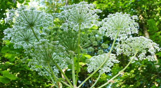 The Argus: A giant hogweed plant