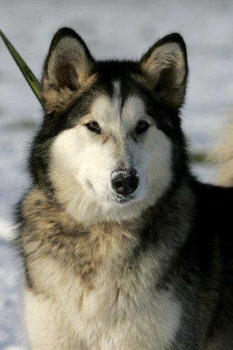 Alaska is less than three years old and is a malamute.
She is a lovely girl with lots to offer and needs a home with a garden.
She can’t live with small furry animals, but can live with children aged five plus.
She also needs an extremely active owne