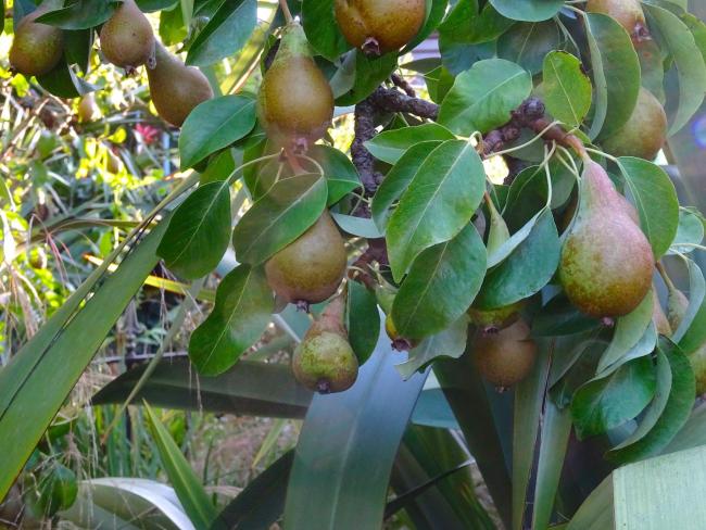 There is an impressive crop of pears this year