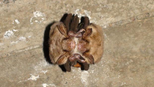 The Argus: Researchers only know of one greater mouse-eared bat left in the UK. Photo: Daniel Hargreaves
