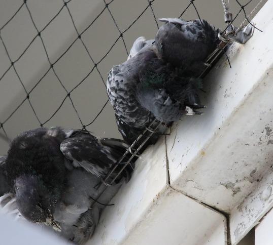 The Argus: Dead pigeons were seen trapped in the netting