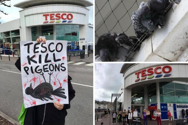 Tesco to remove netting after pigeon protest