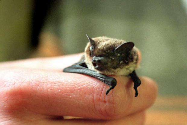 The Argus: A pipistrelle bat. Photo: PA