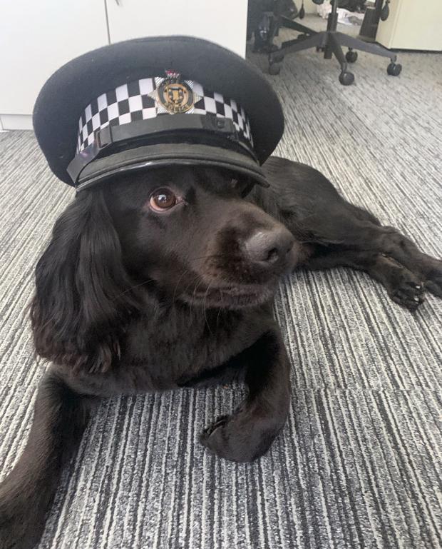 The Argus: Chief Inspector Di Lewis' dog Milo 