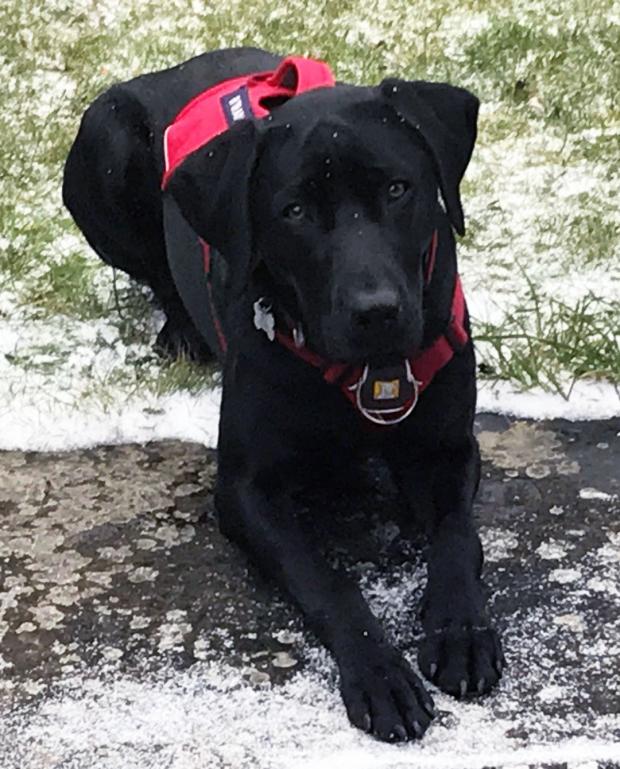 The Argus: Beau who is a PTSD assistance dog 