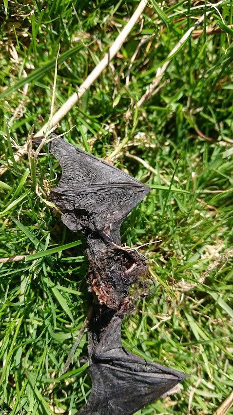 The Argus: A dead bat pictured at a wind farm