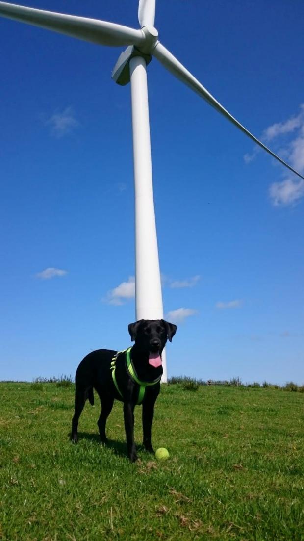 The Argus: Dogs are used to locate dead bats at wind farms 