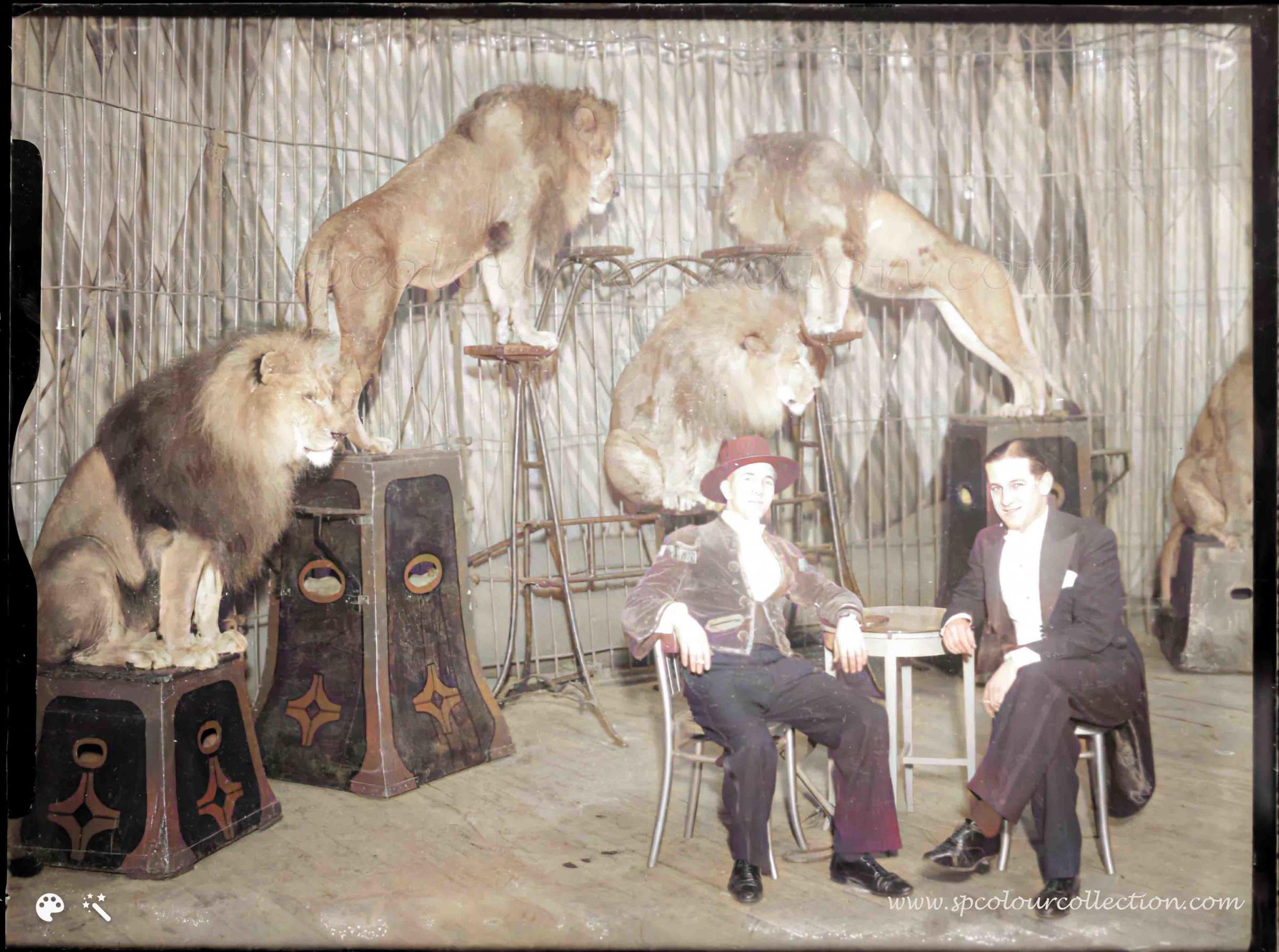 Lions at the circus in 1936, a scene that would cause outrage today