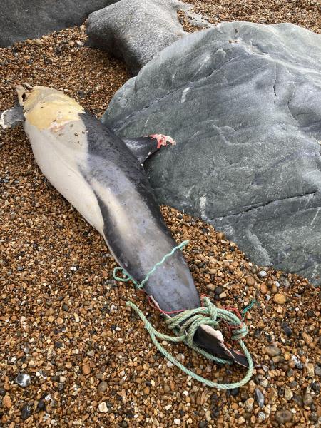 A dead dolphin with rope wrapped around its tail was found on Southwick beach