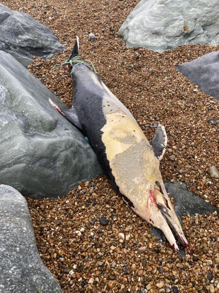 A dead dolphin with rope wrapped around its tail was found on Southwick beach