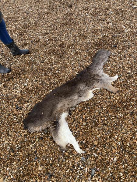 This unidentified object was also found on Southwick beach along with a dolphin and a ray