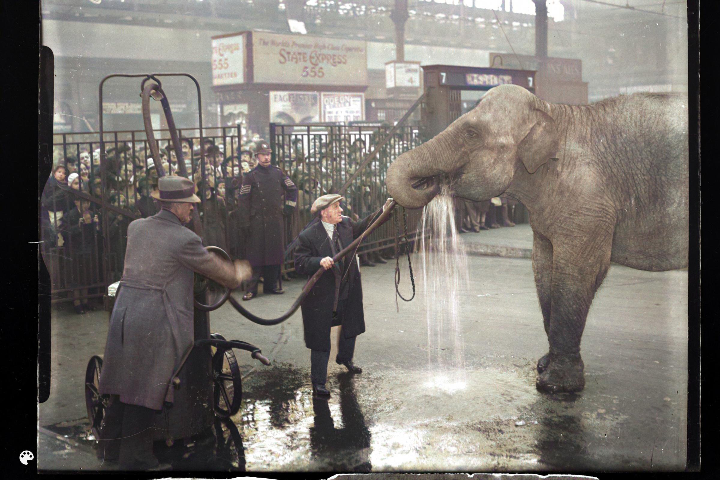 Circus elephants, maybe the 50s