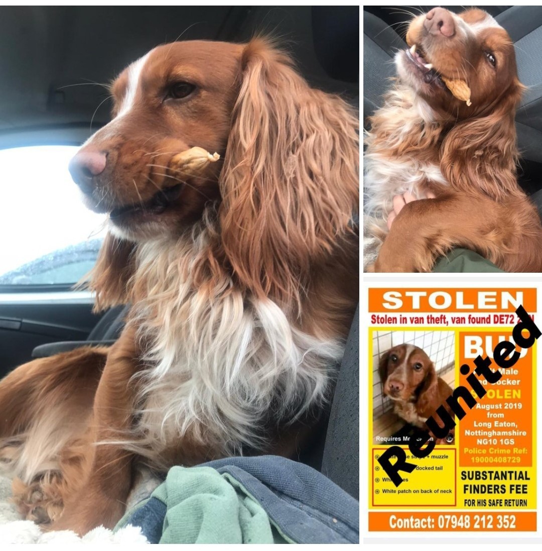 Holly Morgans dog Bud was stolen in Nottingham but was returned