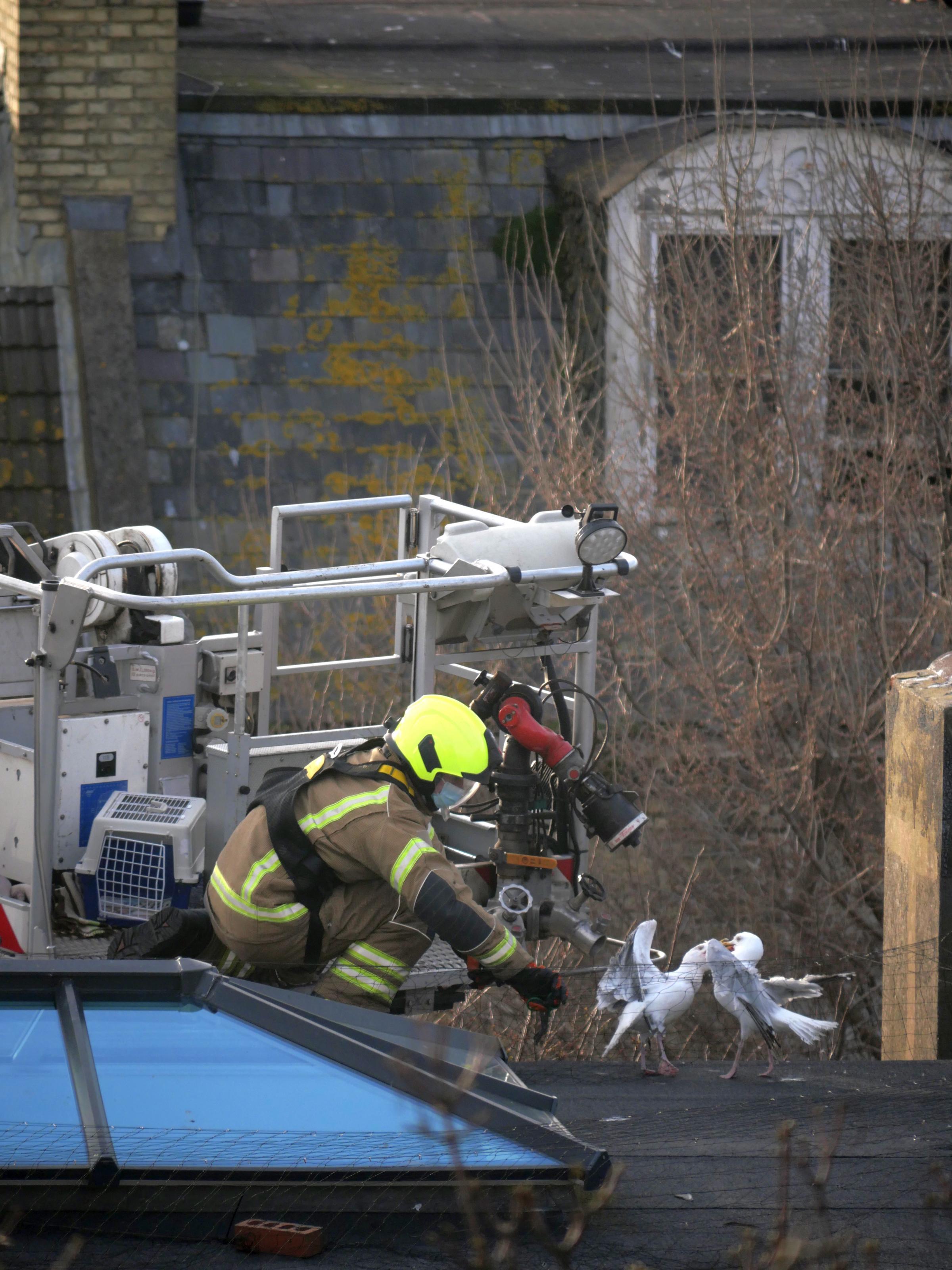Seagulls embroiled in rooftop spat become trapped in roof netting