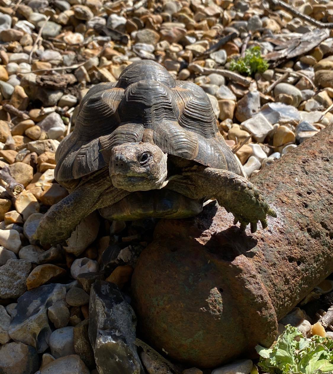 Another shot by Samantha Thomas, this time a tortoise on the pebbles