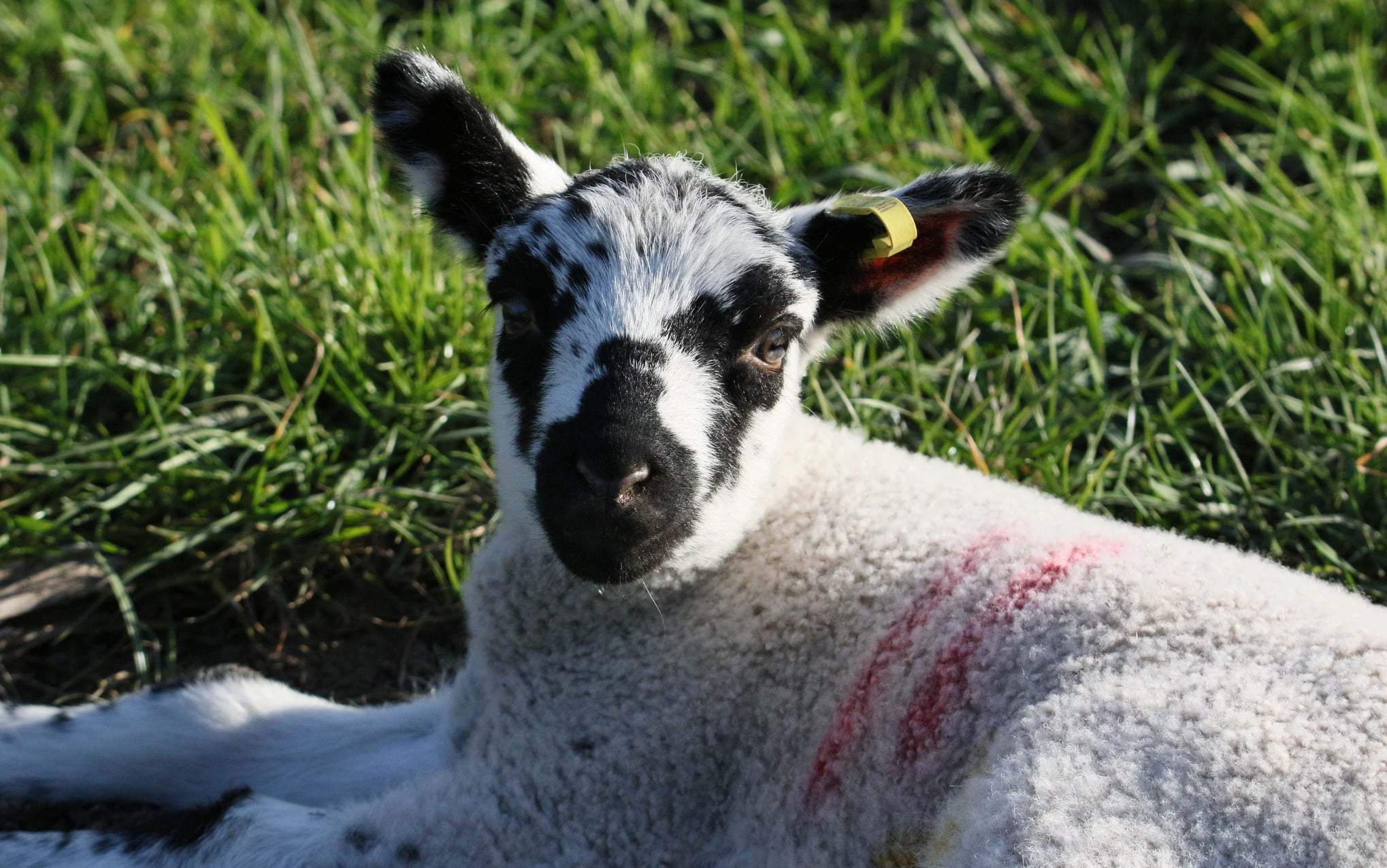 Claire Andrews also took this shot of a spring lamb