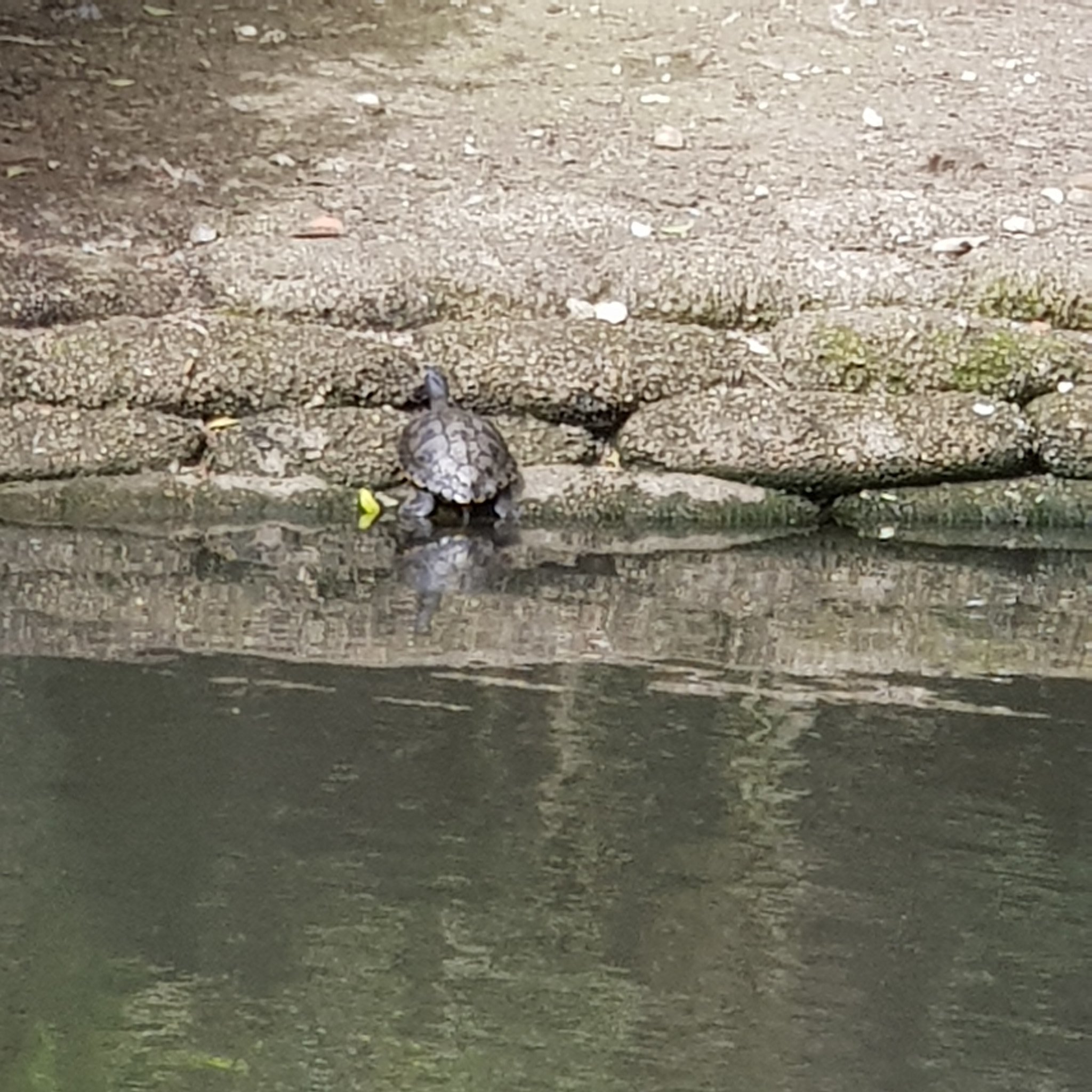 Brighton and Hove Police recovered a terrapin from the pond in Queens Park