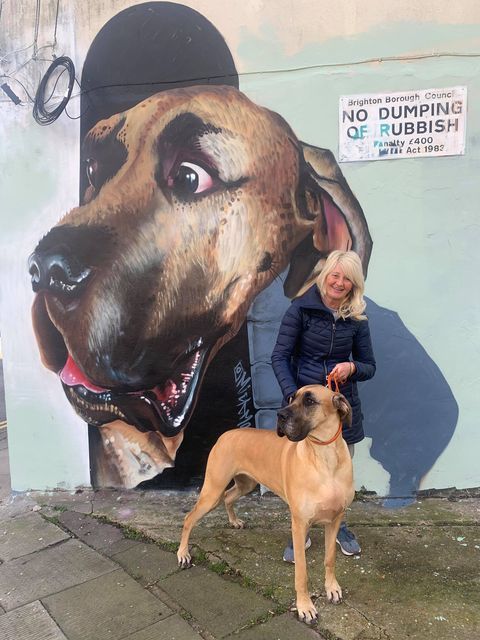 Street artists Mick Mowgli painted a picture of a Great Dane he found on Google in Brighton... and he has now found the owner 