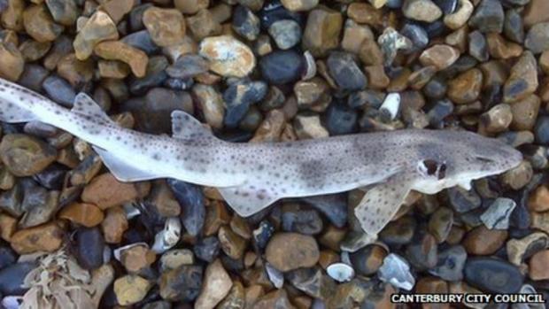The Argus: A dogfish shark that washed up on a Kent beach