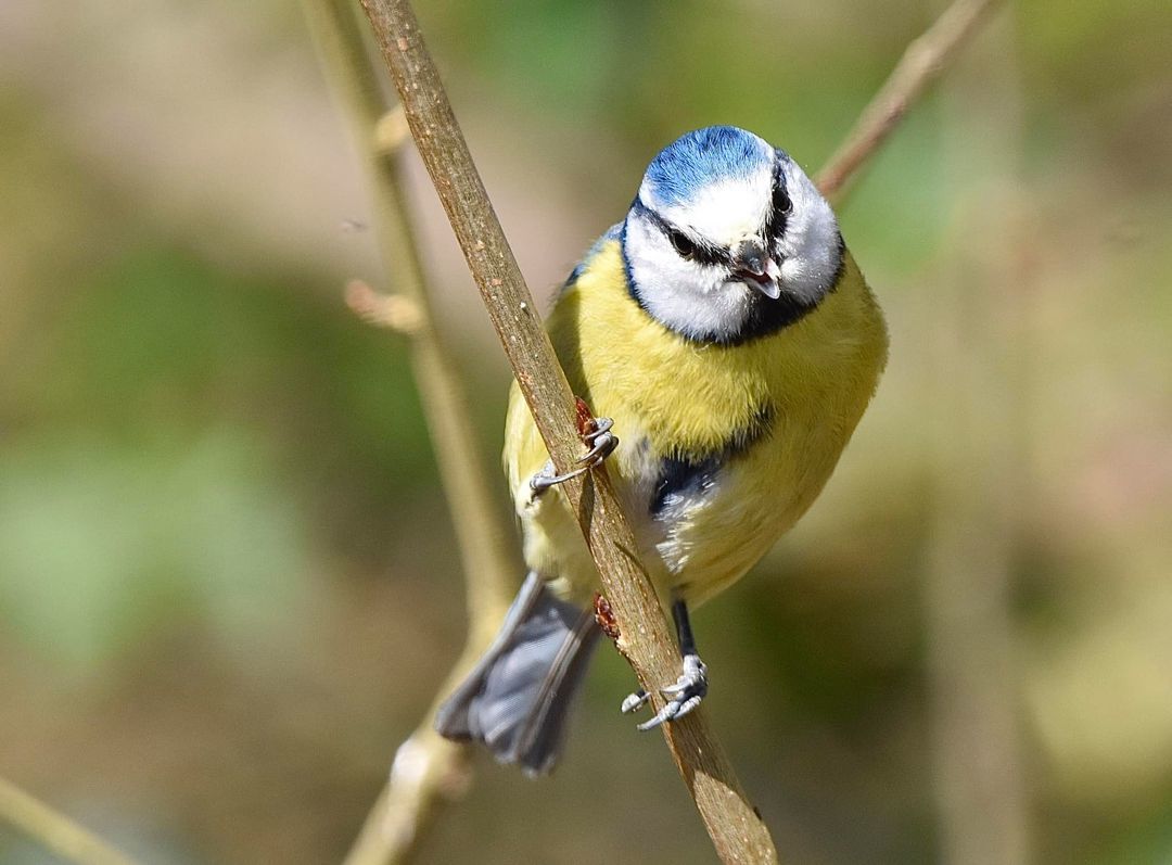 A cheeky blue tit, by Michelle Jackson