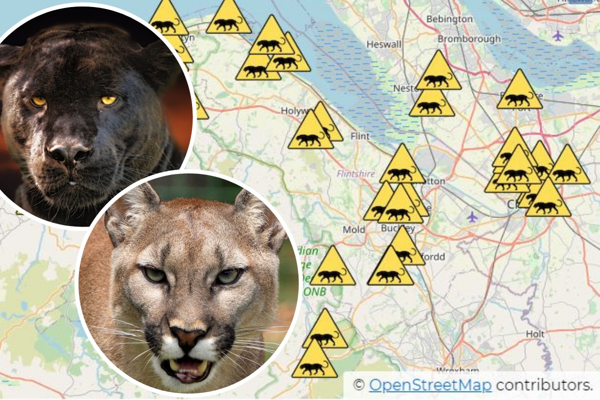 Map of big cat sightings created by Puma Watch North Wales using openstreetmap.org. © OpenStreetMap contributors. Inset: Most witnesses describe seeing panthers and pumas.