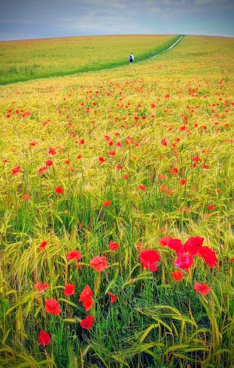 A poppy field at Steep Down, Lancing – one of Colin’s favourite shots