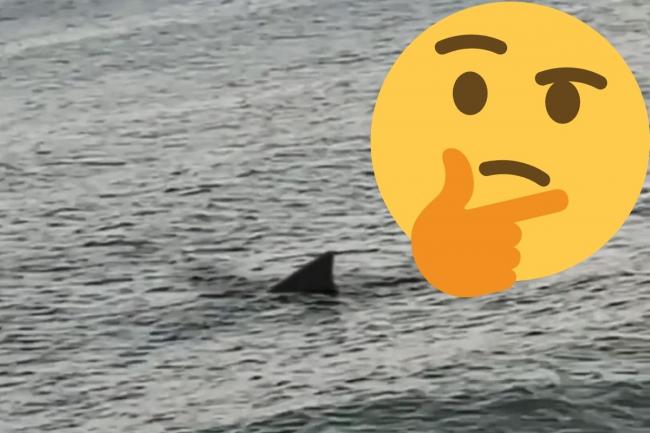 A video of a shark in Hove has been described as a fake