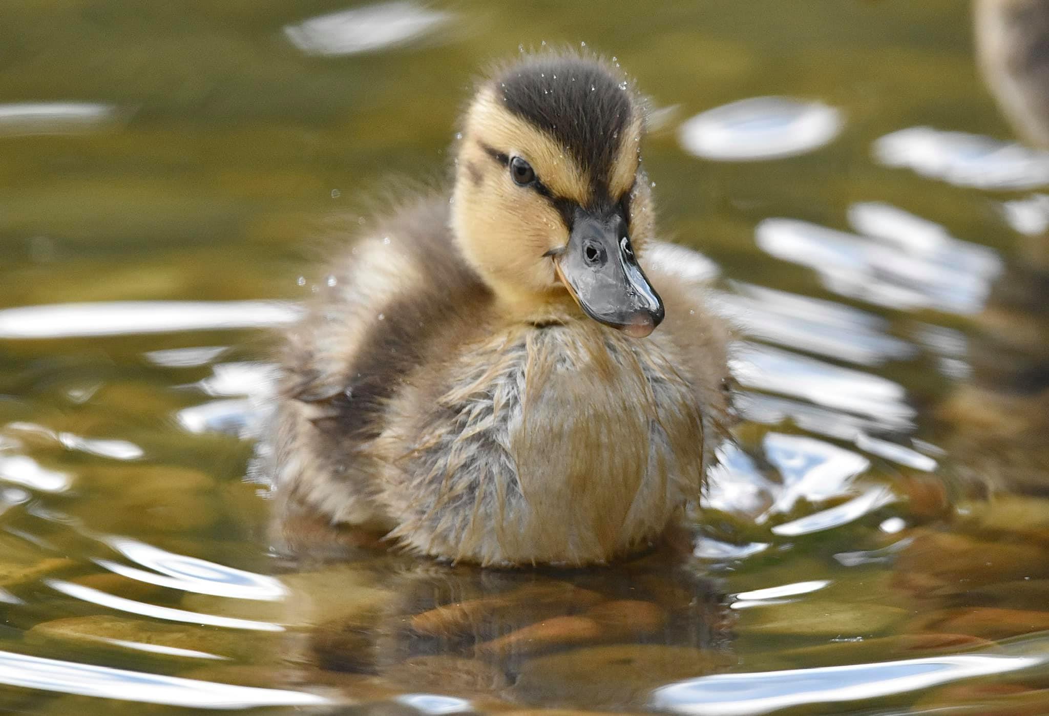 A cute duckling pictured by Michelle Jackson
