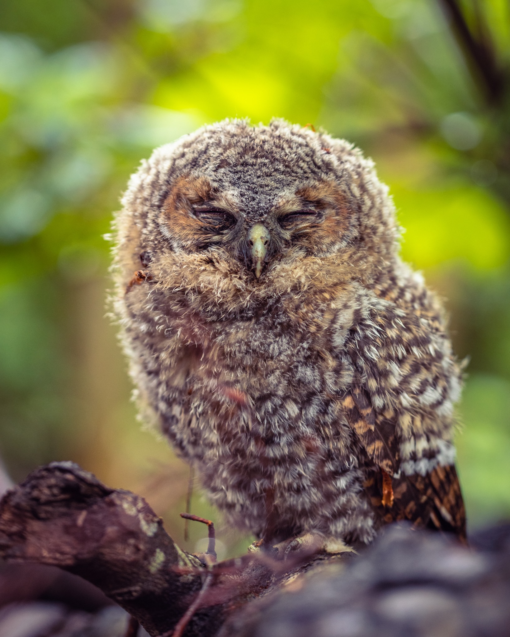 James Ratchford was lucky enough to see a baby tawny owl By James Ratchford