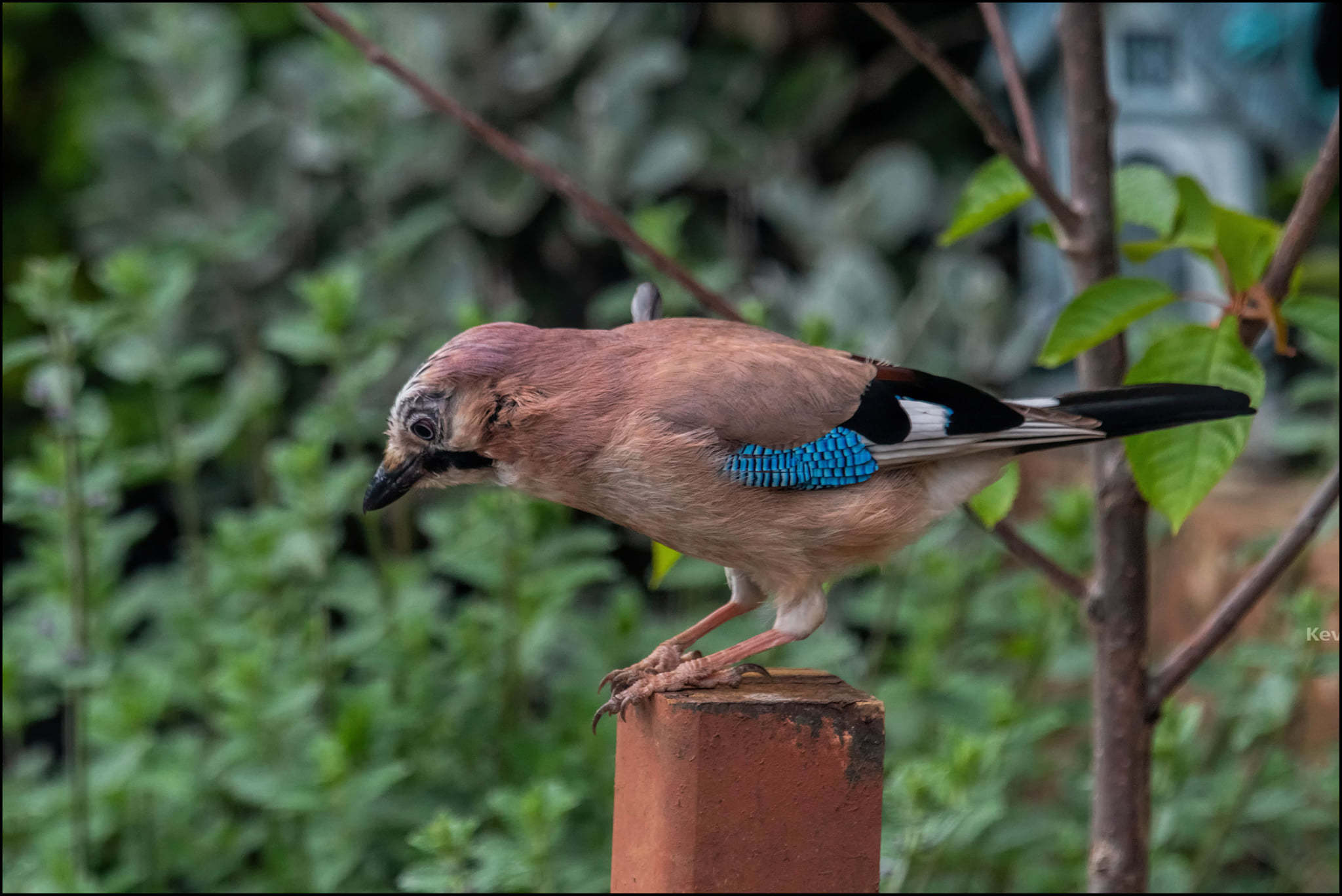 Kevin Long saw this ‘beautiful Eurasian jay’ in his garden over several days