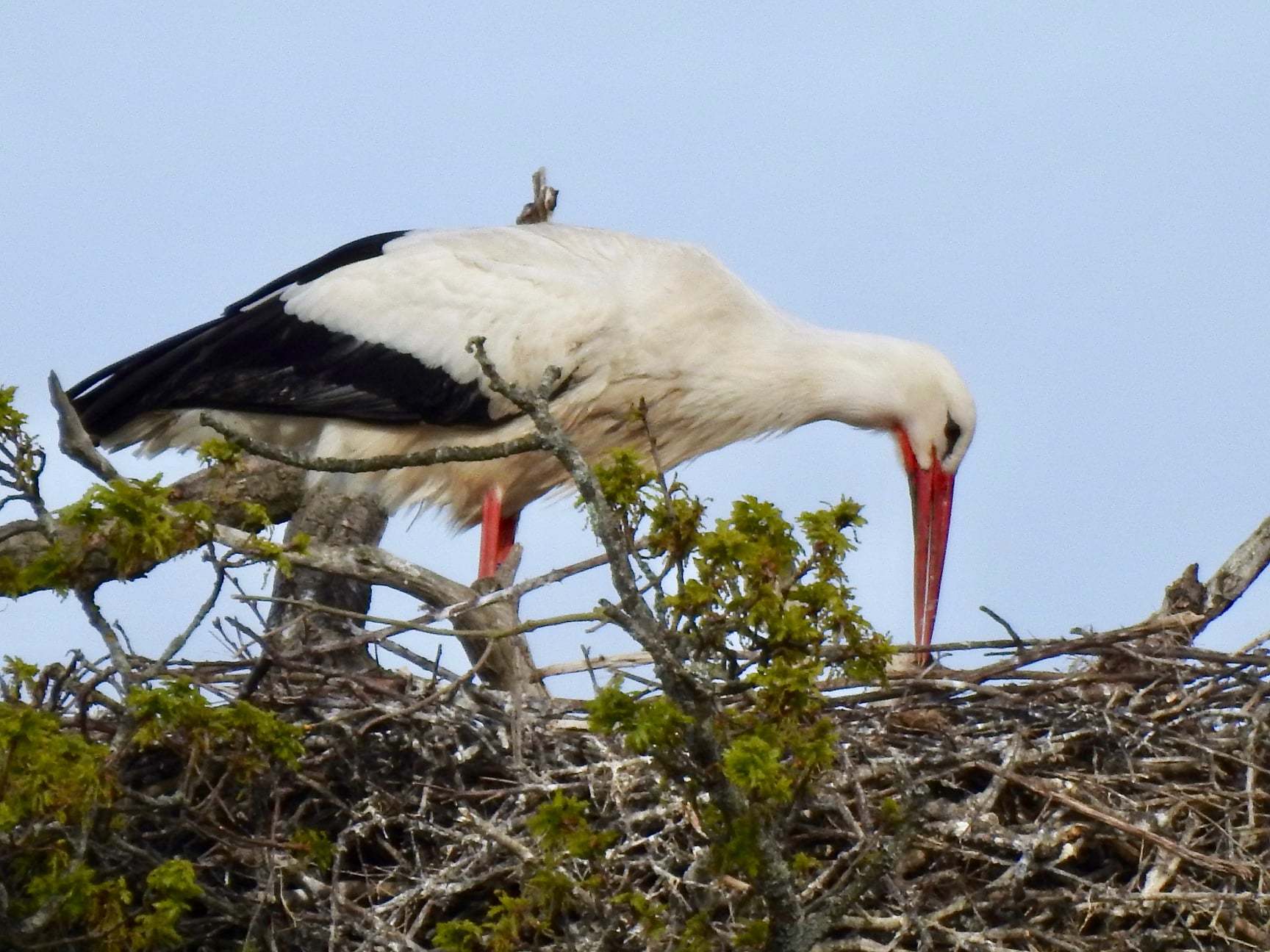 Sue Barnett is keeping her eye on the nesting storks at Knepp Estate