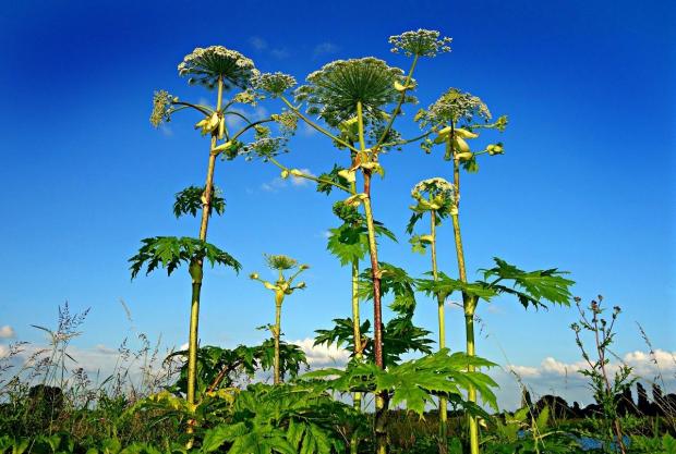 The Argus: The giant hogweed plant can cause severe burns