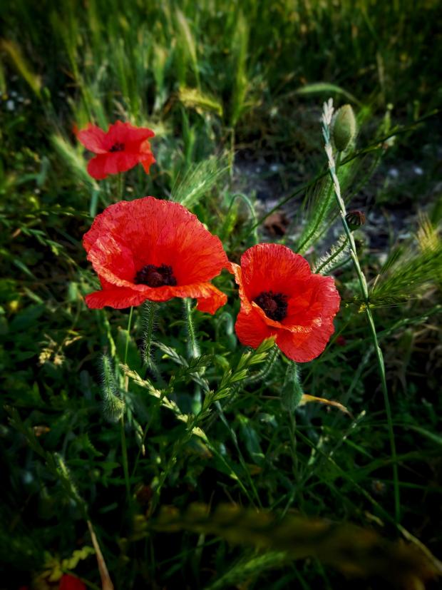 The Argus: Peaceful poppies