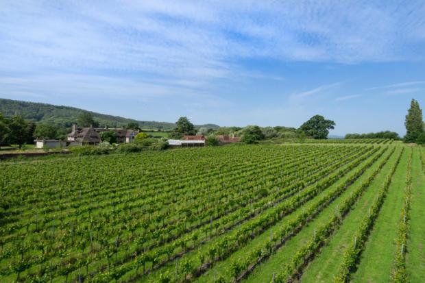 The Argus: The property comes complete with a vineyard
