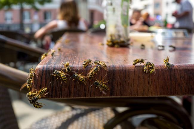 A warning has been issued regarding the risk of getting stung by “drunken wasps” in Brighton