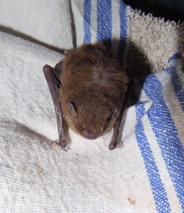 The Argus: The bat was found in the kitchen of the Sussex Wildlife Trusts office in Woods Mill. © Ryan Greaves / Sussex Wildlife Trust
