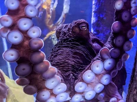 Hastings Aquarium has welcomed the arrival of a new giant octopus