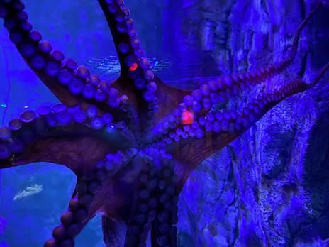 The Argus: Hastings Aquarium has welcomed the arrival of a new giant octopus