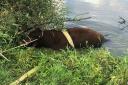 The cow was pulled from the River Arun