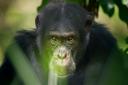 Chimpanzees can be both cruel and kind