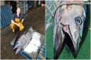 A 180kg Atlantic bluefin tuna was found stranded in Sussex. Photo: Sussex IFCA