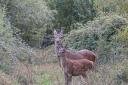 File photo of deer at the Knepp Estate