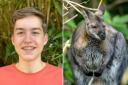 Finley Redford, 16, has made friends with a runaway wallaby that is living in a hedge in Horsham