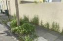 Pavement weeds in Brighton