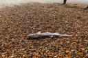 A shark washed up on Brighton beach. Credit: Ben Orna-Ornstein