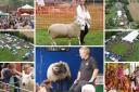 Photos from todays Sheep Fair. Images: Eddie Mitchell