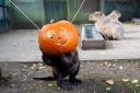 A beaver gets into the Halloween spirit at Drusillas Park.